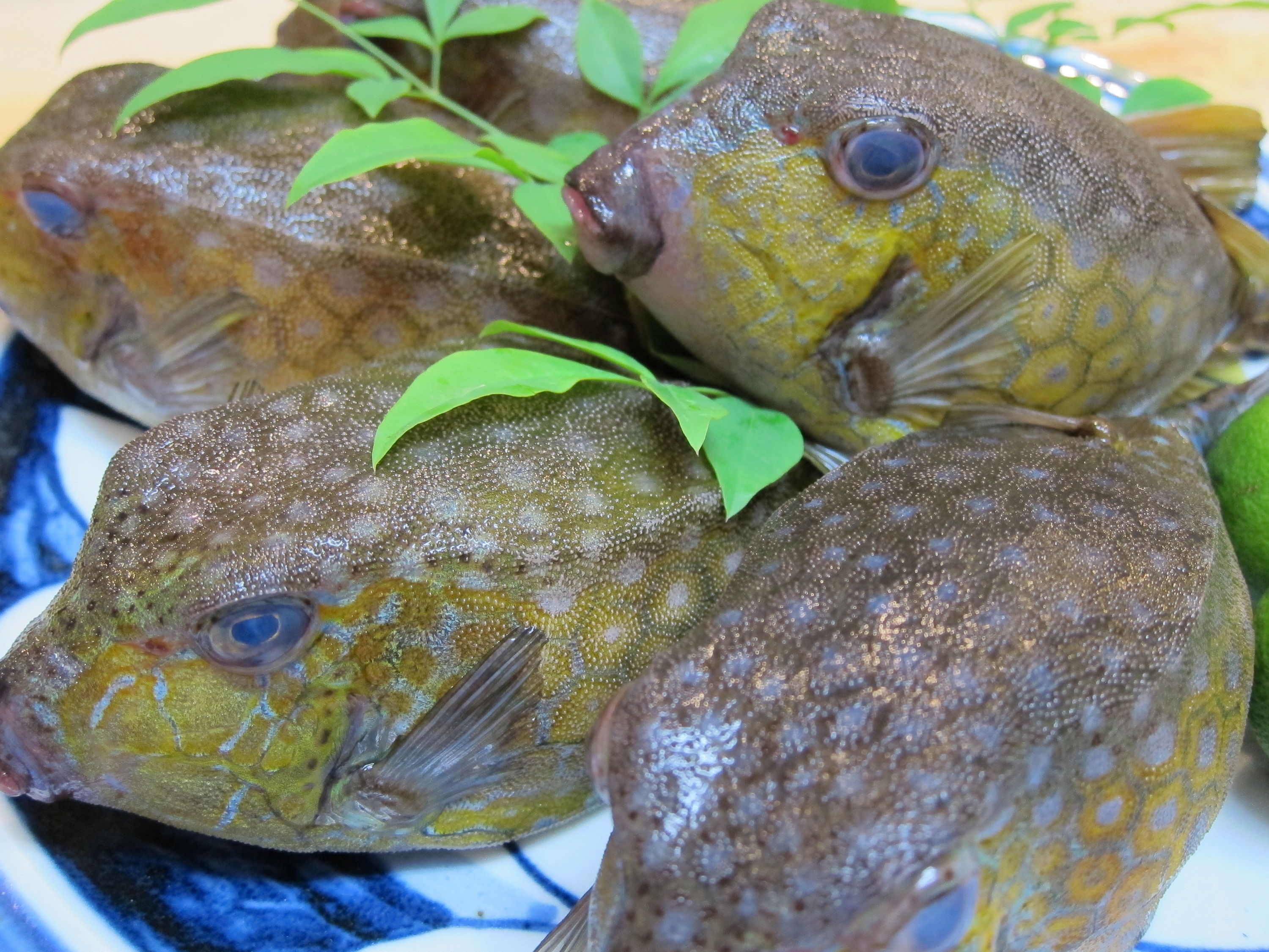 ハコフグ入荷しました 食菜房 巽楽 せんらく